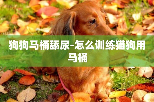 狗狗马桶舔尿-怎么训练猫狗用马桶